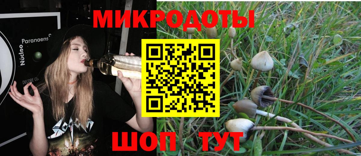 Галлюциногенные грибы Psilocybe Михайловка